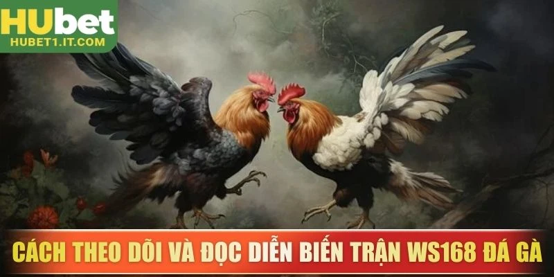 Cách theo dõi và đọc diễn biến trận WS168 đá gà