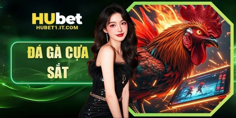 Đá Gà Cựa Sắt Trực Tiếp - Nhịp Độ Nhanh Và Kết Quả Dứt Khoát