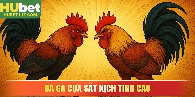 Đá gà cựa sắt kịch tính cao