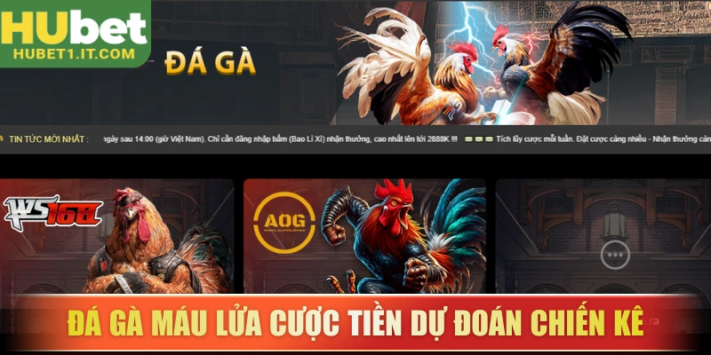 Đá gà máu lửa cược tiền dự đoán chiến kê
