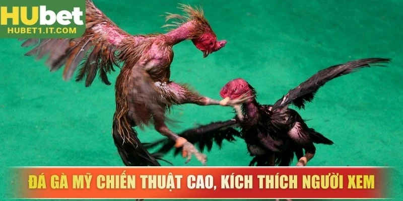 Đá gà Mỹ chiến thuật cao, kích thích người xem