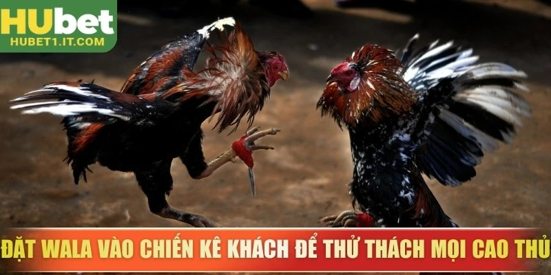 Đặt Wala vào chiến kê khách để thử thách mọi cao thủ