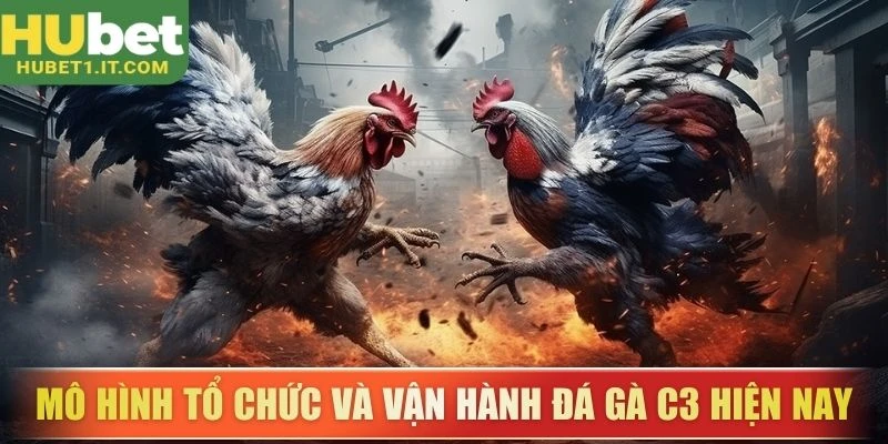 Mô hình tổ chức và vận hành đá gà C3 hiện nay