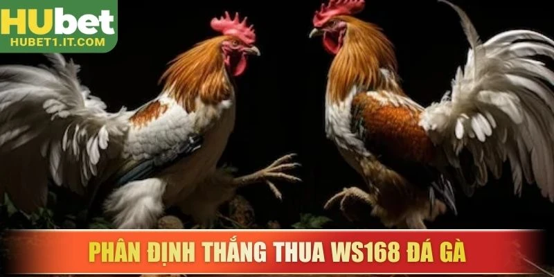 Phân định thắng thua WS168 đá gà