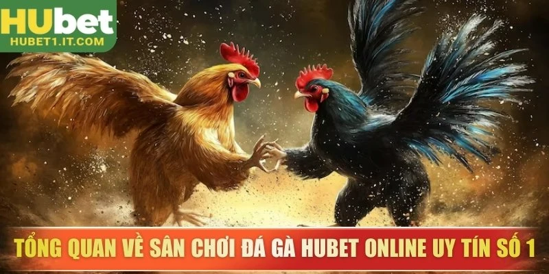 Tổng quan về sân chơi đá gà Hubet online uy tín số 1