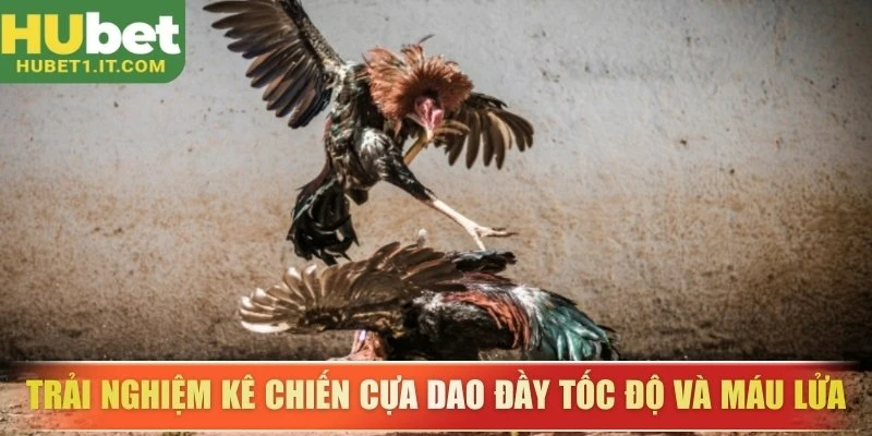 Trải nghiệm kê chiến cựa dao đầy tốc độ và máu lửa